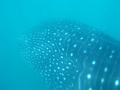 Unter Wasser (7)